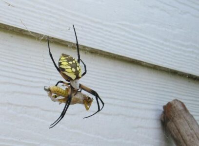 The Garden Spider Image
